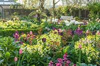 View over beds filled with yellow and purple Erysimum - Wallflower and Tulipa - Tulip, brick wall beyond. Tulip varieties include: 'Apricot Beauty', 'Exotic Emperor', 'Purissima', 'Flaming Spring Green', 'Spring Green',  'Jan Reus' and 'Ronaldo'.