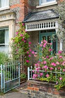 Rosa 'Zephirine Drouhin' and cistus in small front garden of victorian house with blue ironwork. May