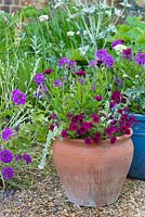 Verbena rigida, Helichrysum petiolare, petunias and purple osteospermums in terracotta container