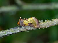 Diachrysia chrysitis - Burnished Brass Moth - on twig