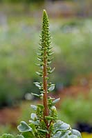 Umbilicus rupestris - Navelwort - flower shoot with buds