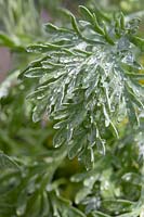 Artemisia 'Powis Castle' foliage after rain 