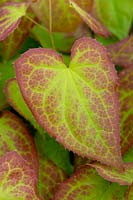 Epimedium x rubrum - Red Barrenwort - leaf detail 