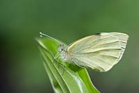 Pieris brassicae - Large White Cabbage Butterfly - resting on Hosta leaf