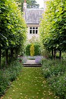 The Pleached Lime Walk