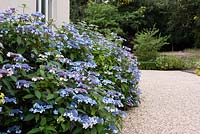 Hydrangea serrata 'Bluebird' bordering the front of the house