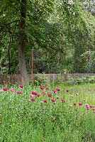 Papaver somniferum - Self seeding poppies in the Woodland garden. 