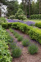 Buxus hedging and newly planted lavender at the start of the Rose Walk. 
