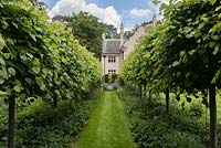 The Pleached Lime Walk looking towards the house. 