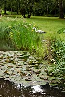 Bird at edge of wild pond with marginal planting. 