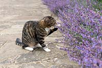 'Kundala' eating the Nepeta on the Lawn Terrace.