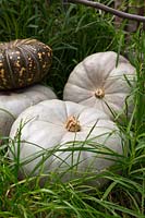 Picked Squash - Pumpkin - fruits in long grass