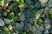 Elaeagnus x ebbingei - Oleaster - detail of leaves