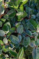 Elaeagnus x ebbingei - Oleaster - detail of leaves