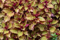 A Solenostemon scutellarioides 'Henna' - Coleus, with frilled bright lime green leaves with pink markings