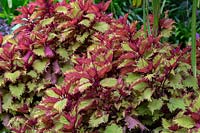  Solenostemon scutellarioides 'Henna' - Coleus - with frilled bright lime green leaves with pink markings