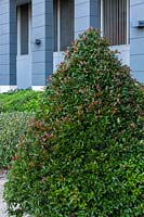 A Syzygium luehmannii - Lilly Pilly -  pruned into a conical shape