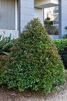 A Syzygium luehmannii - Lilly Pilly - pruned into a conical shape, near house