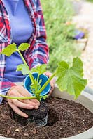 Woman planting a potted Courgette 'Ambassador' into a vegetable planter