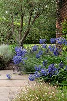 Agapanthus 'Brilliant Blue', Erigeron karvinskianus - Mexican Fleabane and Olea europaea - Olive - tree, beds near house wall