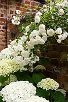 An unidentified inherited Rosa - Climbing Rose - tumbles towards the Hydrangea 'Annabelle'