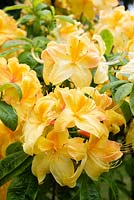 This yellow flower is possibly Rhododendron 'Knap Hill Anneke' - Deciduous Azalea 