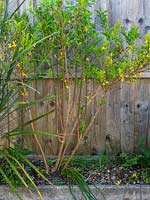 Forsythia shown after pruning, to keep it within bounds of narrow border by fence 

