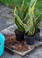 Sansevieria trifasciata - mother in laws tongue