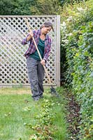 Woman using a wire rake to collect hedge trimmings