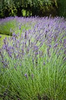 Lavandula x intermedia 'Phenomenal' - Lavender