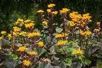 Ligularia 'Osiris Cafe Noir'