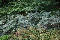 Saxifraga stolonifera 'Harvest Moon', Athyrium niponicum 'Pictum' and Cyrtomium falcatum in a shade border