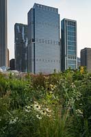 View of prairie-style planting with Echinacea purpurea 'Green Edge', Eryngium yuccifolium and other perennials, Chicago skyscrapers beyond