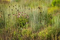 Echinacea tennesseensis - Tennessee Coneflower - among ornamental grasses