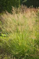 Sporobolus heterolepis - Prairie Dropseed