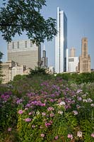 Phlox paniculata 'Blue Paradise' with skyscrapers in the background