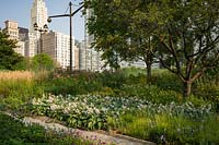 Hosta 'White Triumphator' - 'White Triumphator' Hosta in flower in urban garden. 