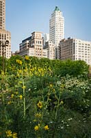 Silphium laciniatum - Compass Plant in prairie garden with skyscrapers in the background. 