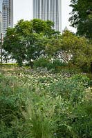 View over prairie planting with perennials such as Echinacea purpurea 'Green Edge', trees and skyscrapers beyond 