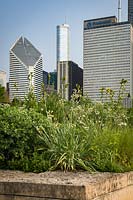 Border of Eryngium yuccifolium and Silphium laciniatum - Rattlesnake Master and Compass Plant with skyscrapers in the background. 