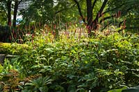 Persicaria amplexicaulis 'Firedance' - Knotweed in an urban park with trees beyond