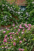 Rosa 'Constance Spry' and Rosa 'Paul's Himalayan Musk' at Boughton Monchelsea Place, Kent, UK. 