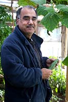 Man picking Cucumber from plants grown under cover