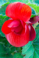 Scarlet flower of large-leafed Begonia