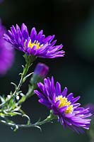 Symphotrichum novi-belgii 'Coombe Violet' - Michaelmas Daisy or Aster 