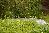 Caliente Mustard, green manure and biofumigant, crop growing on a vegetable plot