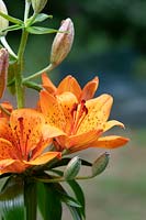 Lilium bulbiferum var. croceum - Orange Lily