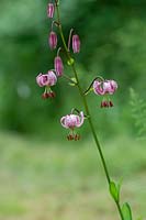 Lilium martagon var. cattaniae - Turkscap Lily