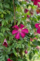 Clematis 'Madame Julia Correvon'