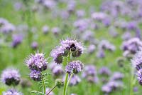 Phacelia tanacetifolia - Scorpion Weed - insect on flower